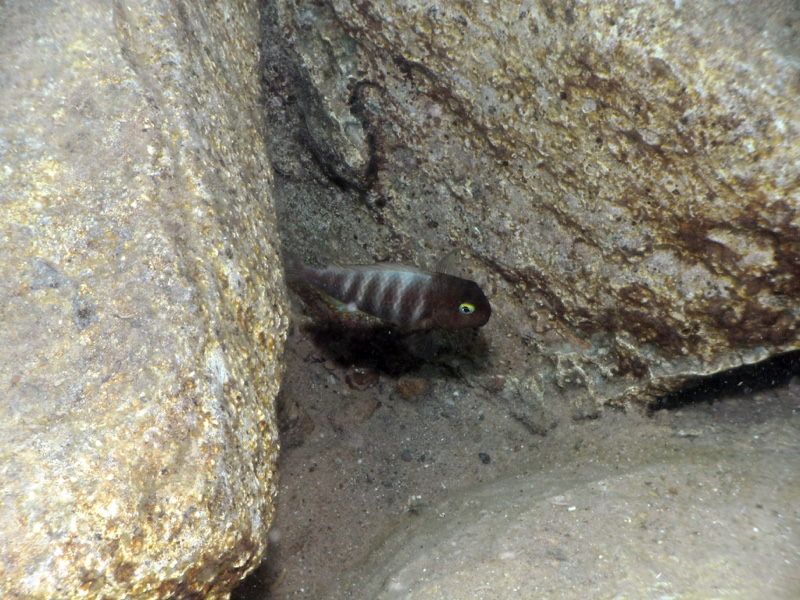 Tropheus brichardi 'Mzungu Beach'